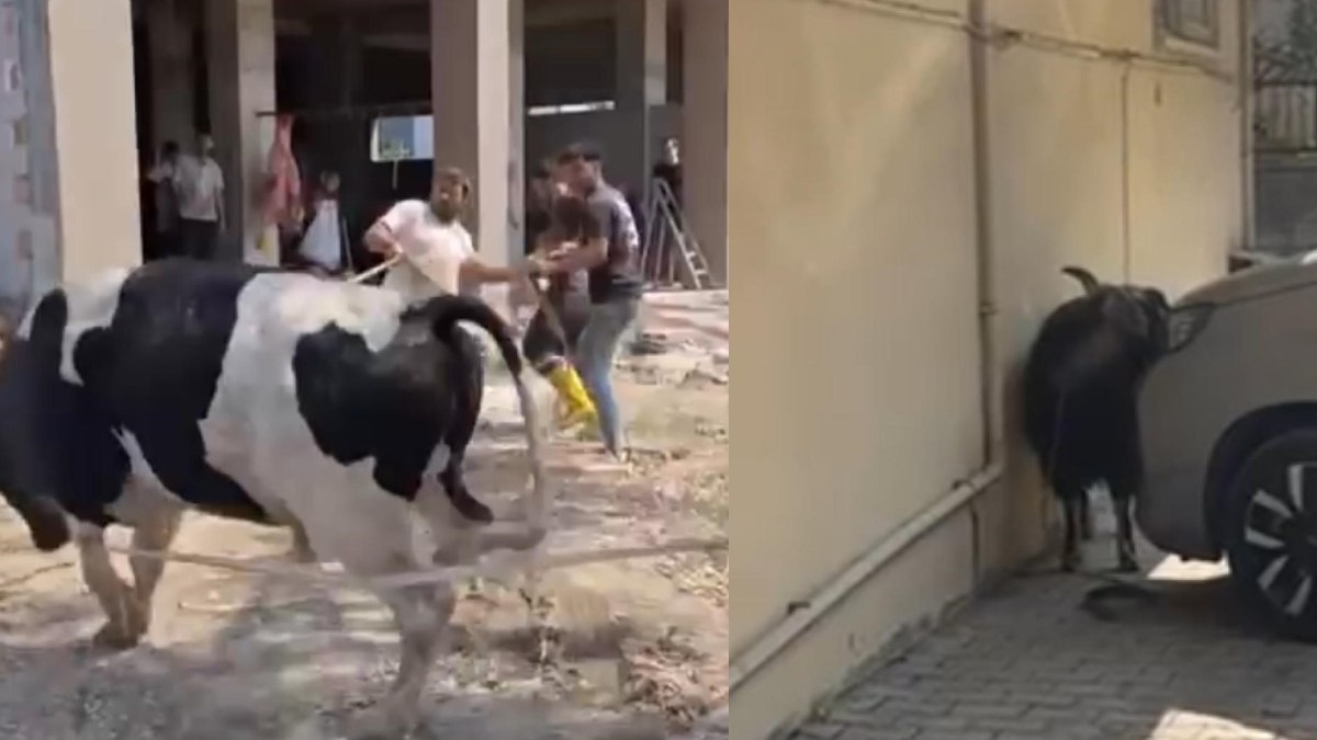 Mersin’de kaçan kurbanlıklar sahiplerine zor anlar yaşattı